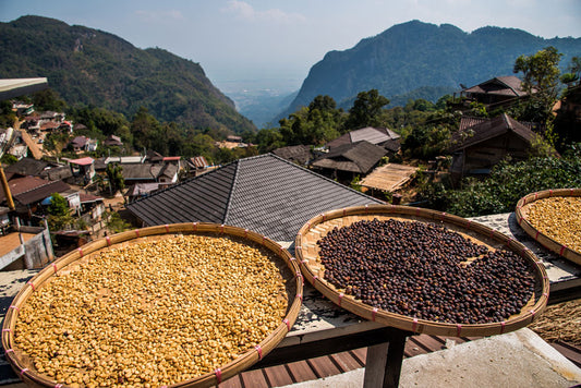 the most expensive coffees in the world