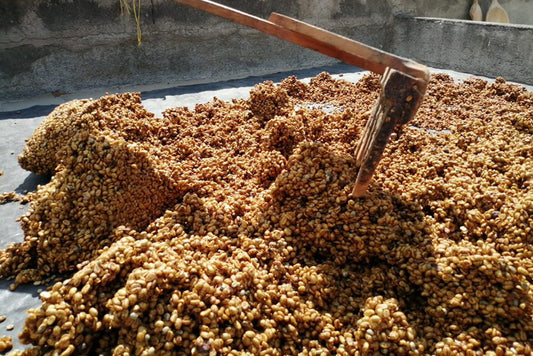 What Does Honey Process Coffee Mean?