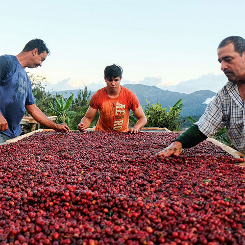 Award-Winning Coffee