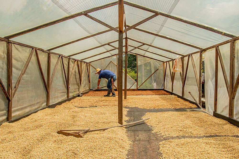 Colombia | La Muralla | Pink Bourbon Honey