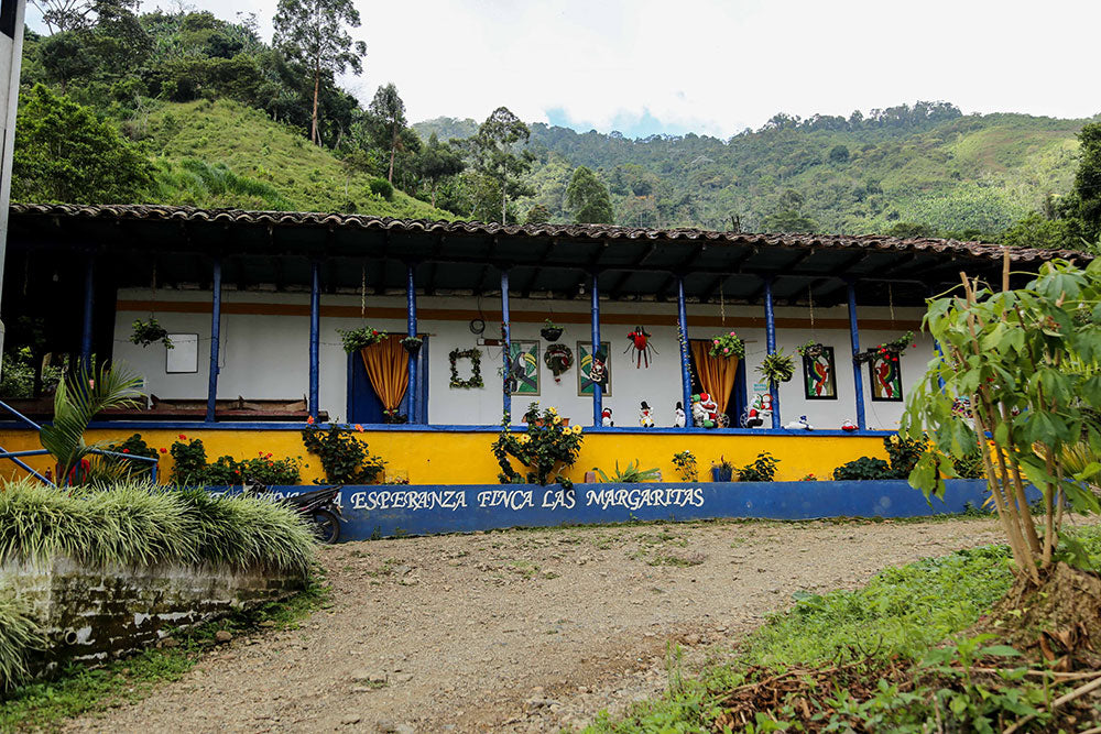 Colombia | Las Margaritas | Gesha Natural