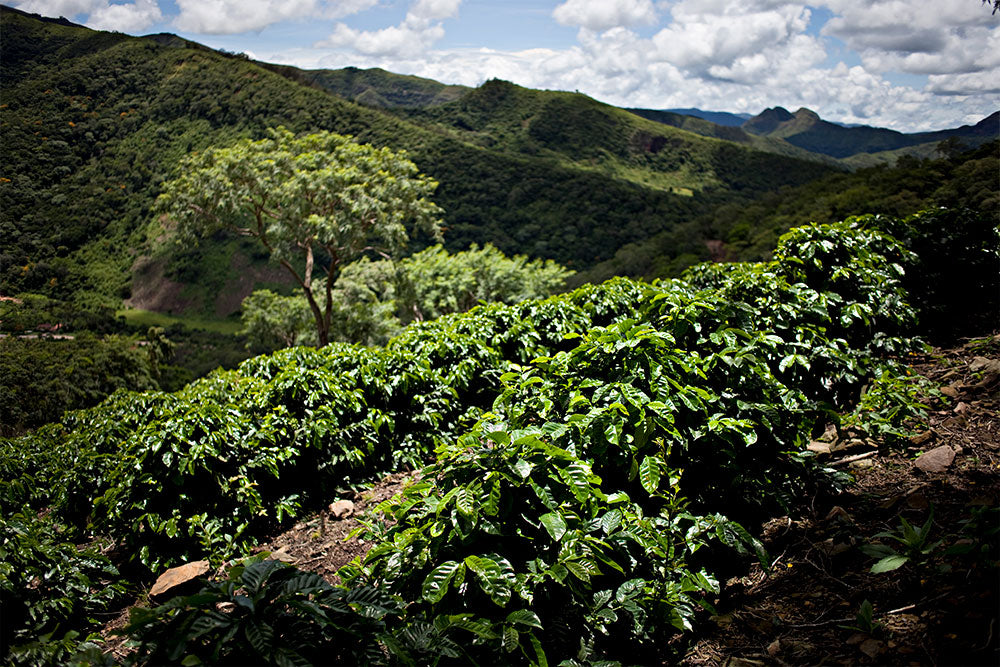 Bolivia | Floripondio | SL28 Natural