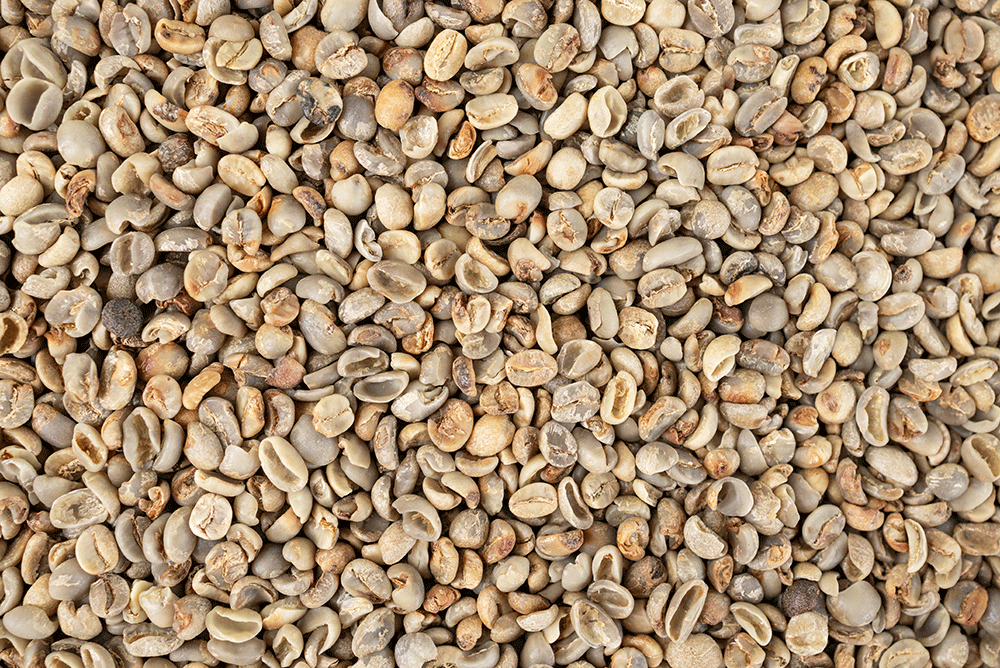 Don’t be fooled: Mold and Mycotoxin-free Coffee