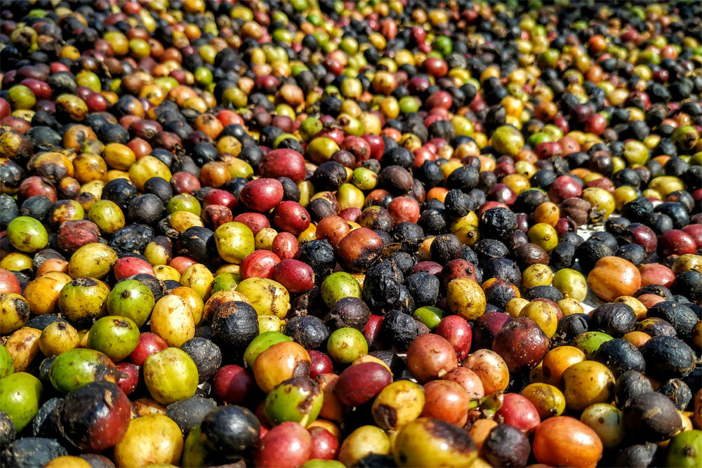 The Ultimate Guide To Single Origin Coffee Vs Coffee Blends Coffee Bros the-ultimate-guide-to-single-origin-coffee-vs-coffee-blends-coffee-bros