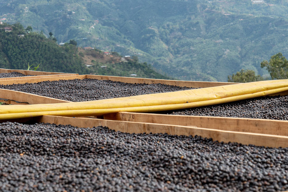 Natural Process Coffee