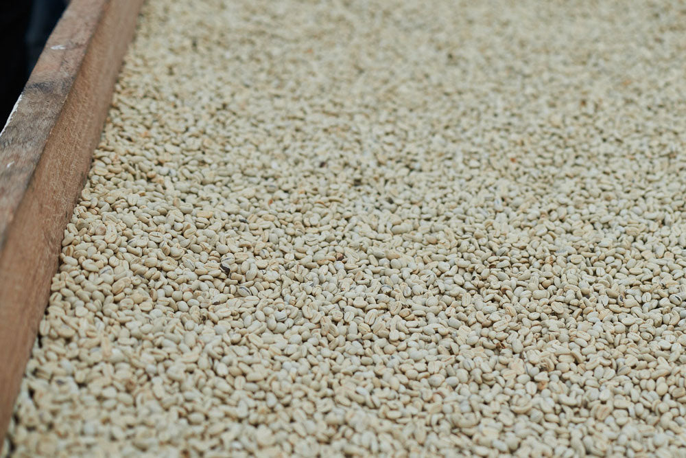 Washed Process Coffee