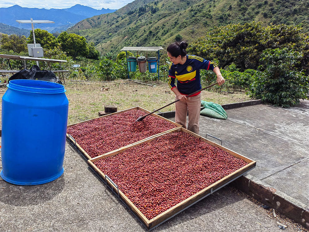 Ember | Seasonal Espresso | Medium Roast | Washed Anaerobic